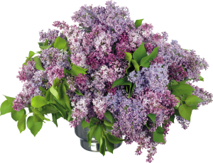 Lilac PNG-85129